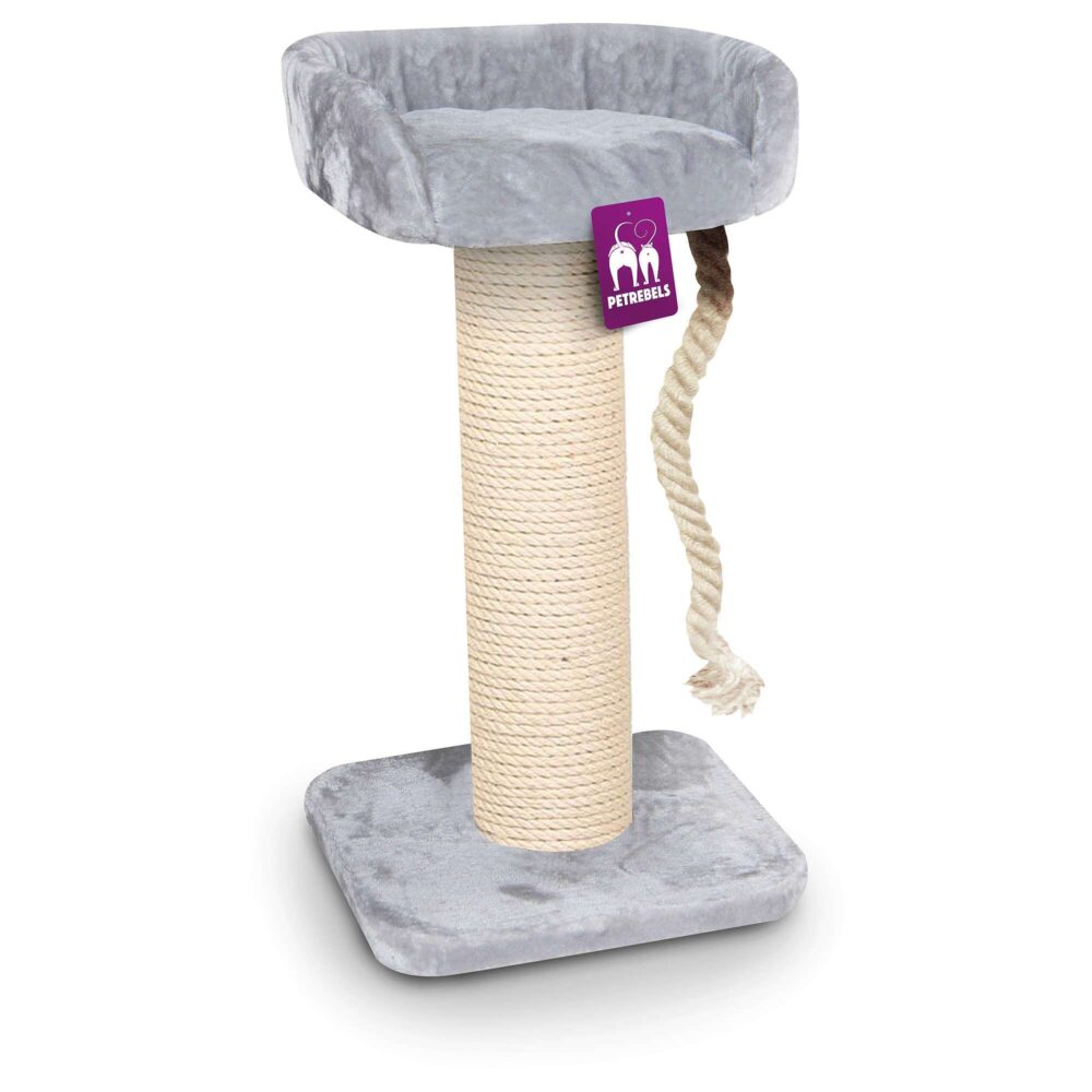 Petrebels The Rebels Maine Coon 100 gray